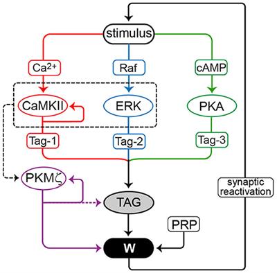 Comparing Theories for the Maintenance of Late LTP and Long-Term Memory: Computational Analysis of the Roles of Kinase Feedback Pathways and Synaptic Reactivation